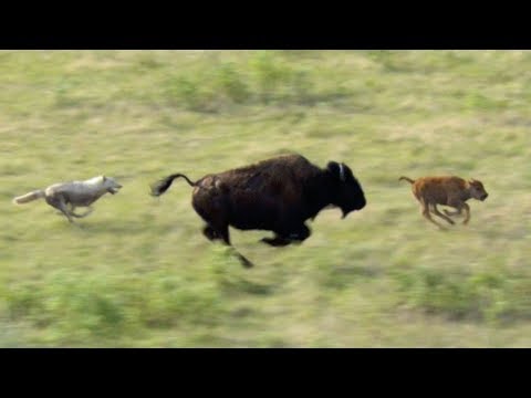 wolves-hunt-buffalo-and-calf-|-bbc-earth