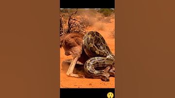 Python Attacks Kangaroo in Desert 😱 | Real Wild Battle! #youtubeshorts #animals #shorts #viral