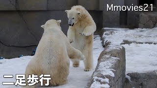 Polar Bears 今日は離れて昼寝します