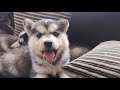 ADORABLES CACHORROS HUSKYS ( nuevos integrantes del club husky )