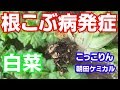 白菜に根こぶ病！！発症からの対策！朝田ケミカルこっこりん19/9/24＃787