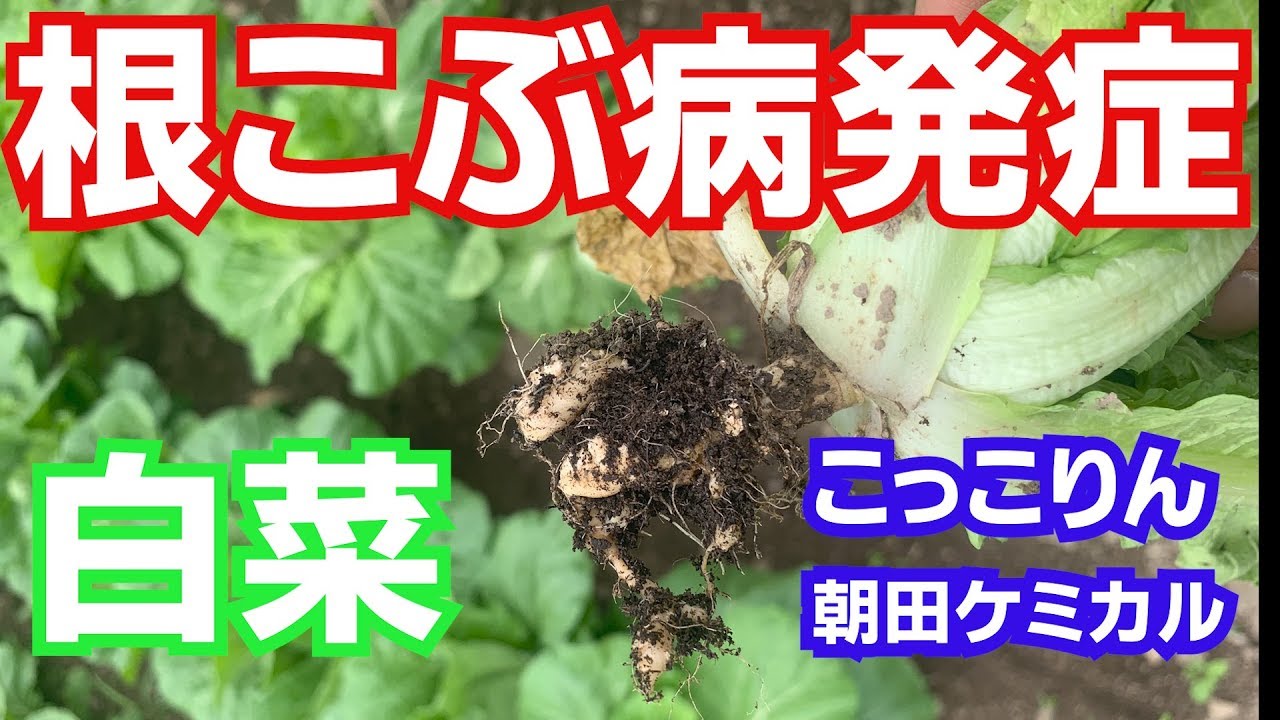 白菜に根こぶ病 発症からの対策 朝田ケミカルこっこりん19 9 24 787 Youtube