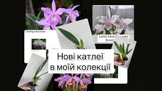 Нові катлеї в моїй колекції від Luke (Німеччина), Nardotto(Італія) та Floralia Orquideas (Бразилія).