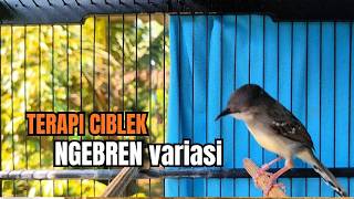 suara burung CIBLEK GACOR NGEBREN variasi Pancingan Ciblek Semi, jadikan ciblek kristal gacor emosi