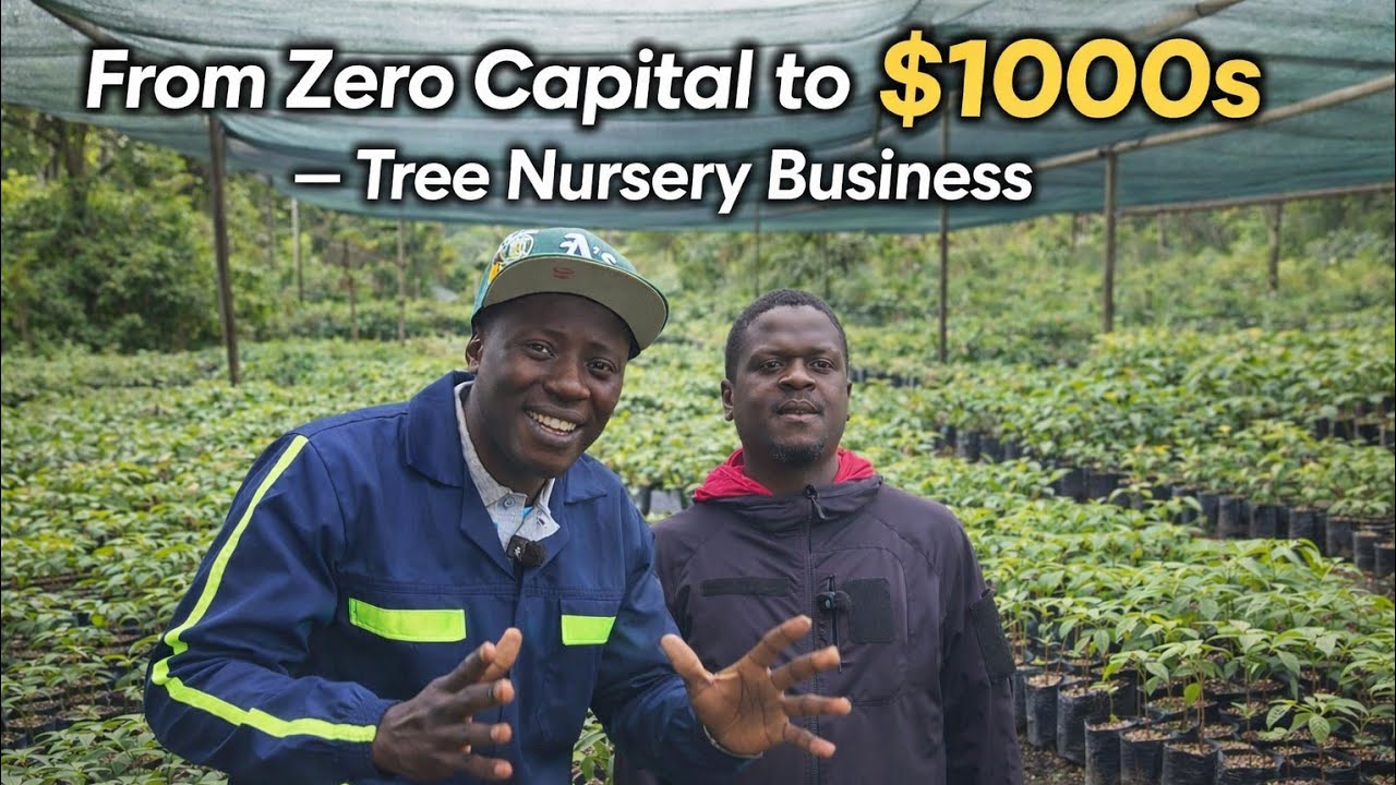 Growing trees to sell is actually a huge business in Zimbabwe watch and learn