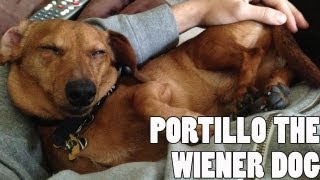 Portillo the Wiener Dog: A Conversation with Colin