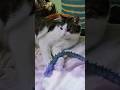 Toga und die Weltenschlange #sprechendekatze #jormungandr #toga