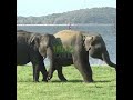 The two baby elephants playing | 遊ぶ2頭の子象 | يلعب الفيلان الصغيران | Elephants | Animals #shorts