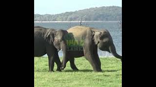 The Two Baby Elephants Playing | 遊ぶ2頭の子象 | يلعب الفيلان الصغيران | Elephants | Animals #Shorts