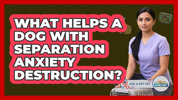 What Helps A Dog With Separation Anxiety Destruction? - Ask A Pet Vet