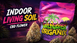 New Gulfcoast Organix Indoor CBD Harvest Review!!