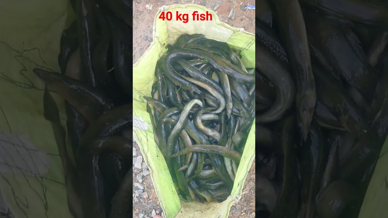 40 kg fish