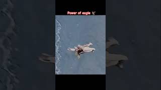 Power of eagle 🦅