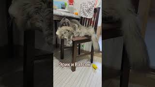 Эрик и Ватсон. Это любовь. #catvideos #короткиевидео #cat #shortsvideo #красиваямузыка