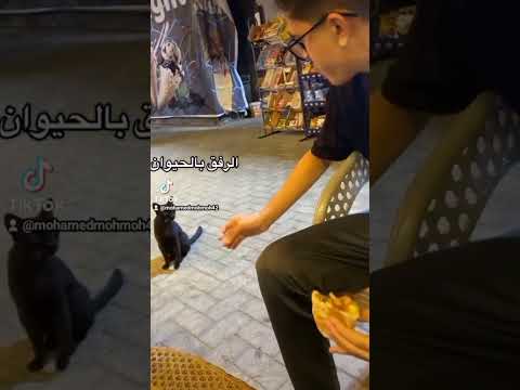 الشعب الصيني ماله حل