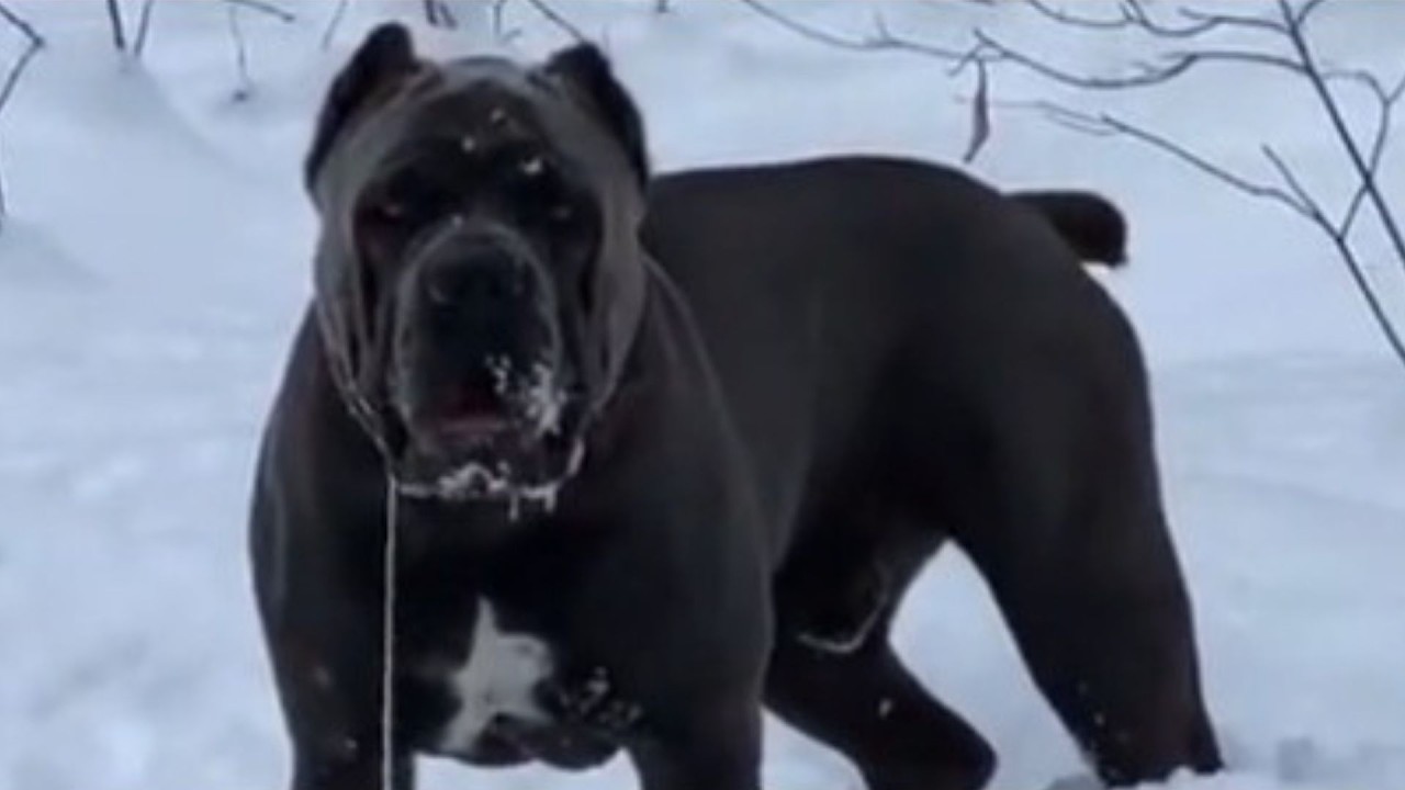 190 Pound CANE CORSO Accused of Being Dangerous Had a Nighttime Secret Nobody Could Explain