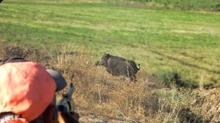 Muhteşem Yaban Domuzu Avları / Spectacular Wild Boar Hunts