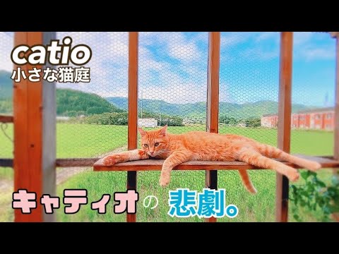 猫用キャティオの作り方|DIYで愛猫のための安全な屋外スペースを設計