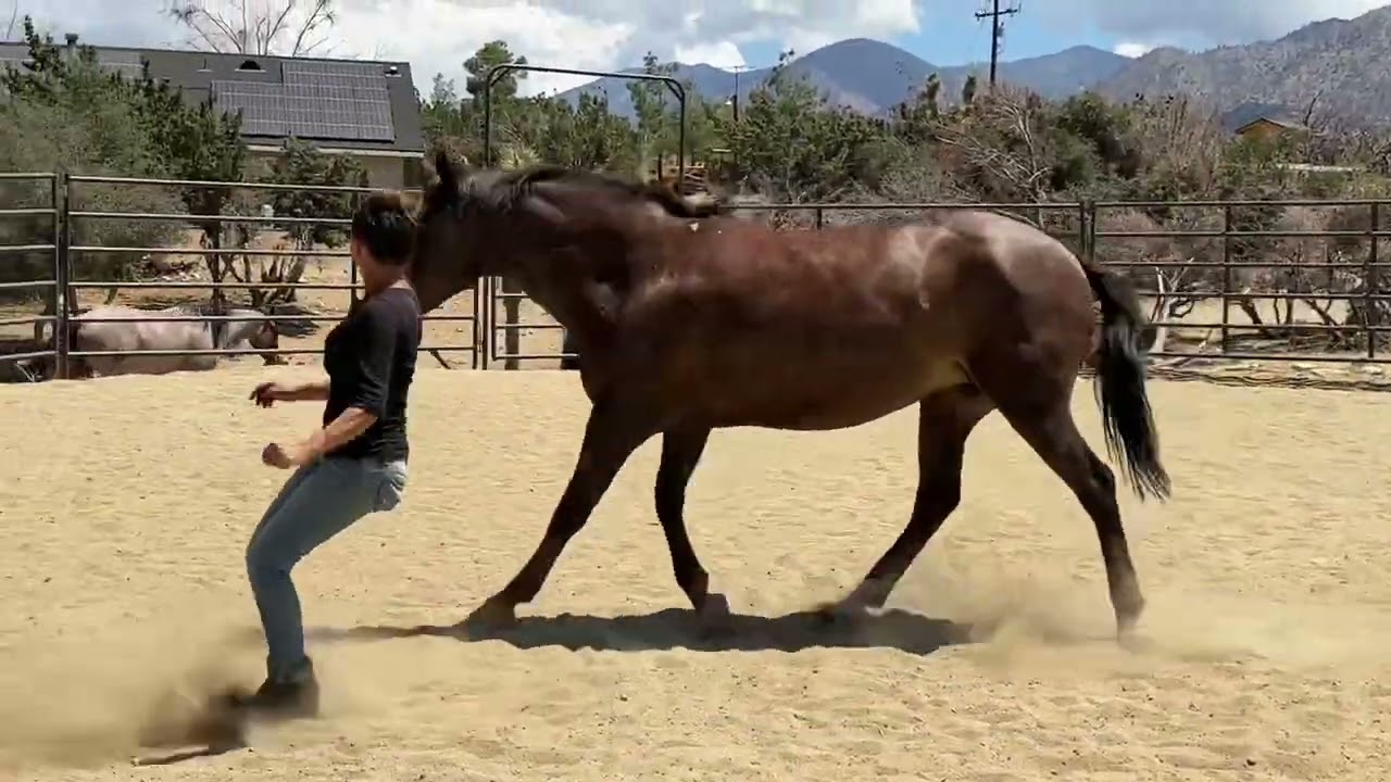 Connect with your Horse