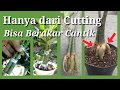 Membuat Adenium Cutting Terlihat Cantik. Make Adenium Cutting Look Beautiful.