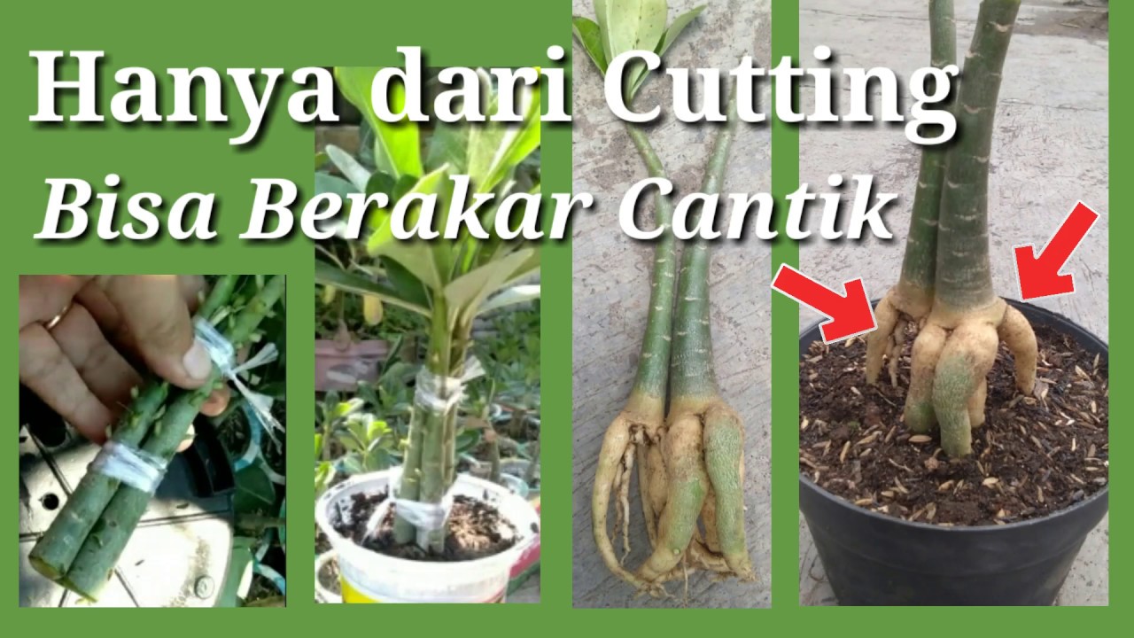 Membuat Adenium Cutting Terlihat Cantik. Make Adenium Cutting Look Beautiful.