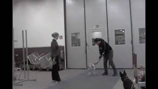 dog-ibox Webinar preview: "Noise and movement" by Emelie Johnson Vegh & Eva Bertilsson