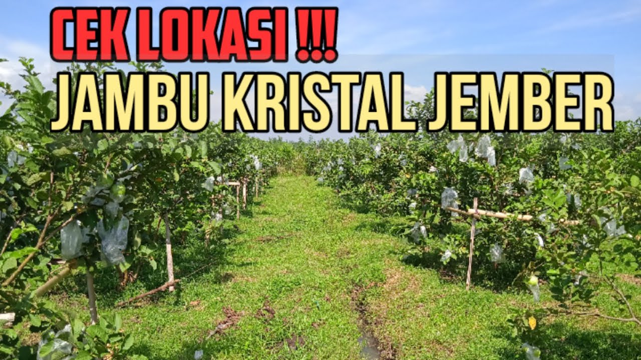 Kebun Jambu Kristal Jember...