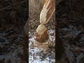 Beaver Artworks😉 Бобёрные экспонаты😉 #nature #бобры #wildlife