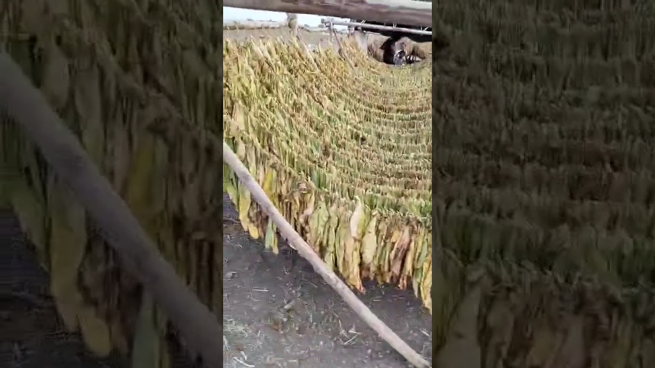 Tobacco cultivation - kid's enjoying at native place 