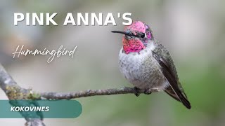 The beautiful Pink Anna's hummingbird of (North America) by Kokovines 33 views 2 years ago 1 minute, 43 seconds