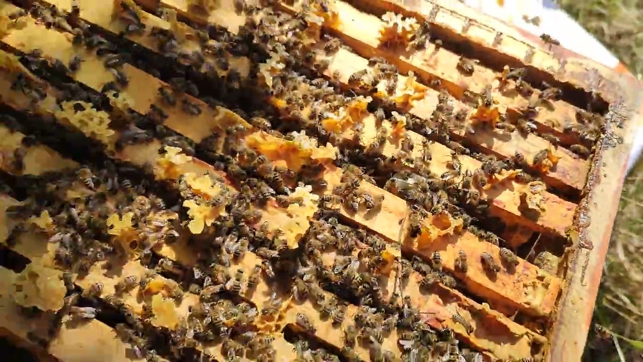 Sonbaharda kritik müdahaleler# Ana arı verme# Birleştirme yaptığımız kovanların durumu