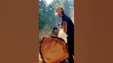 Ripsaw 500i meets BUCKIN’S pipe  #Buckinbillyray #shorts #stihl #chainsaw Soupakoolsaws.