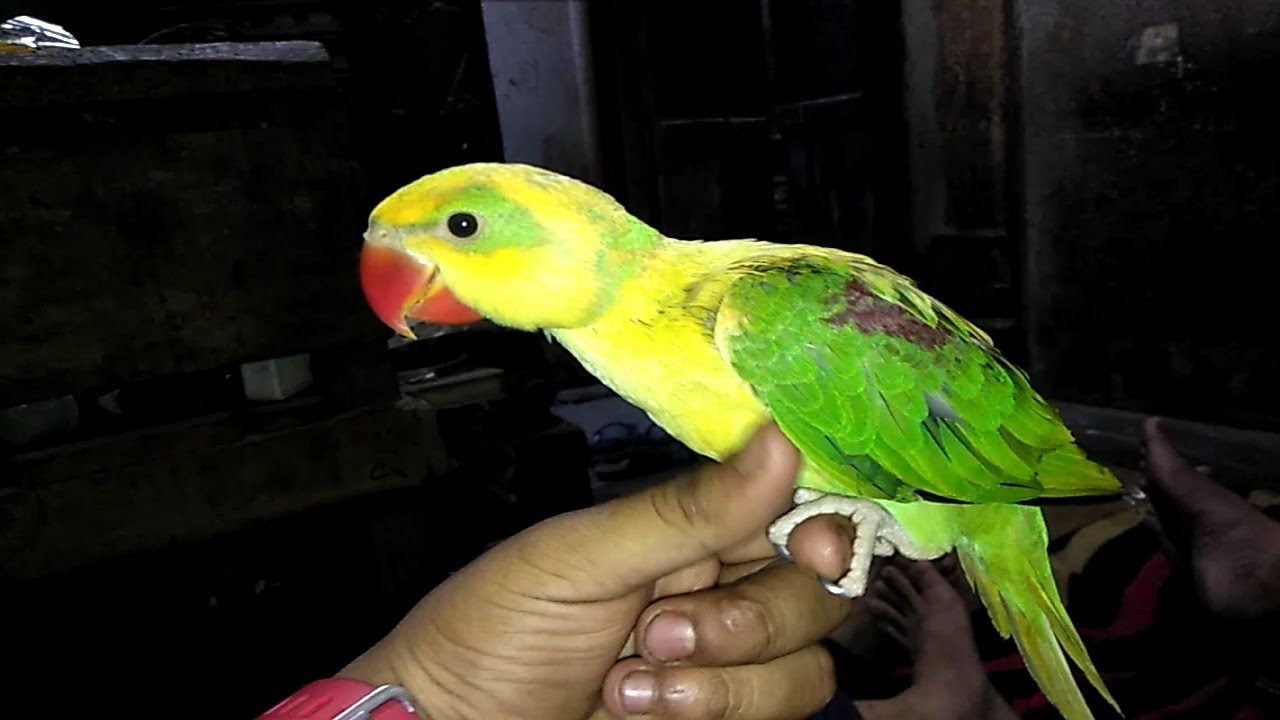 Pahadi Tota Baby (Parrots ) For Sale YouTube