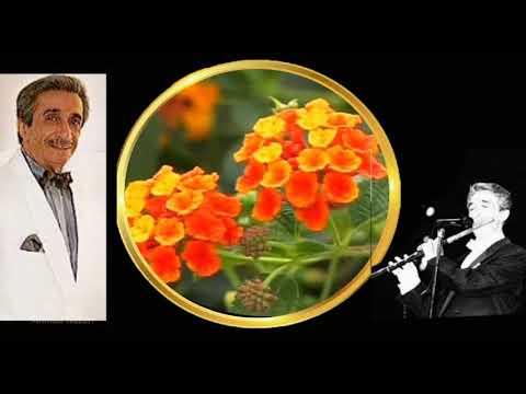 فرنگیس عماد رام 