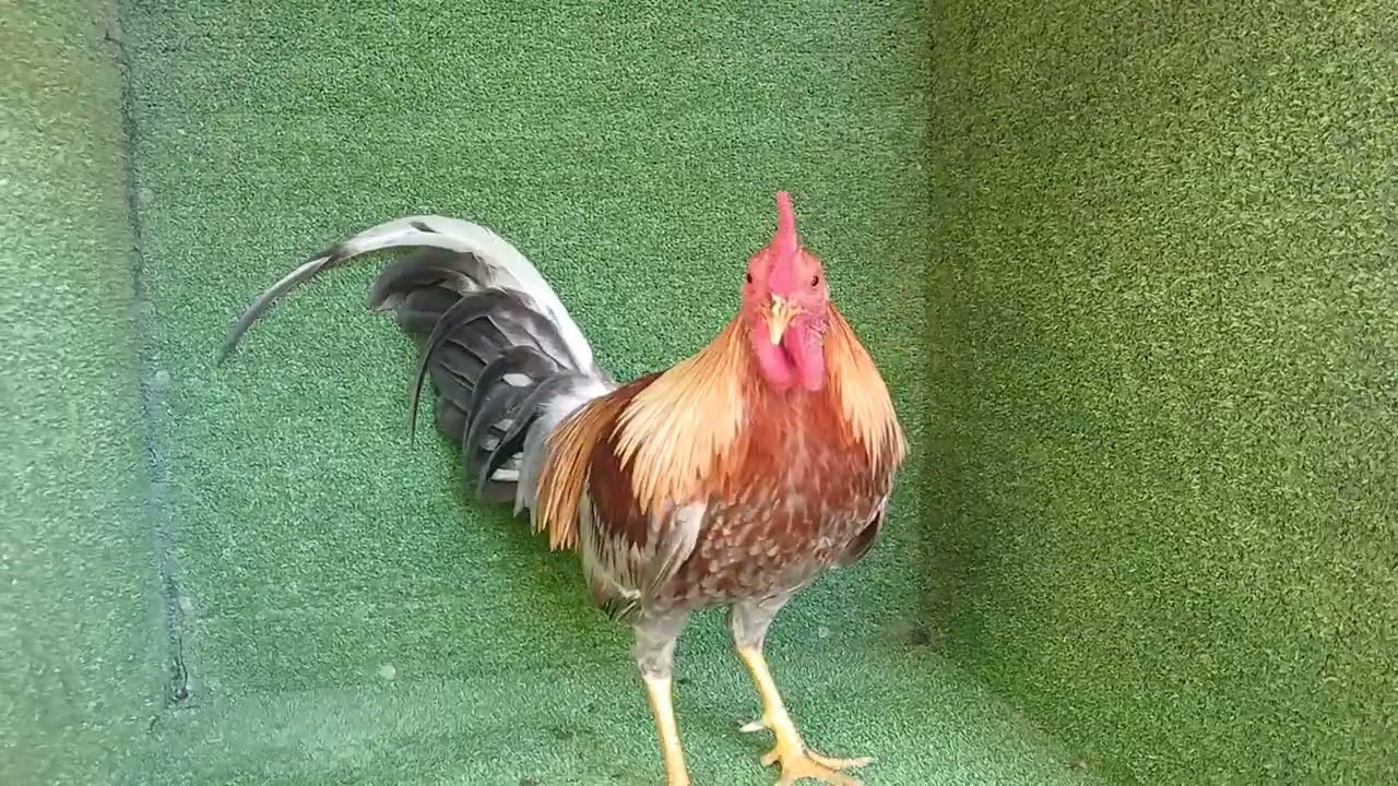 Me gusta este color de pluma