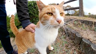 人懐っこい茶シロ猫が長い階段を駆け上がってモフられにやって来た