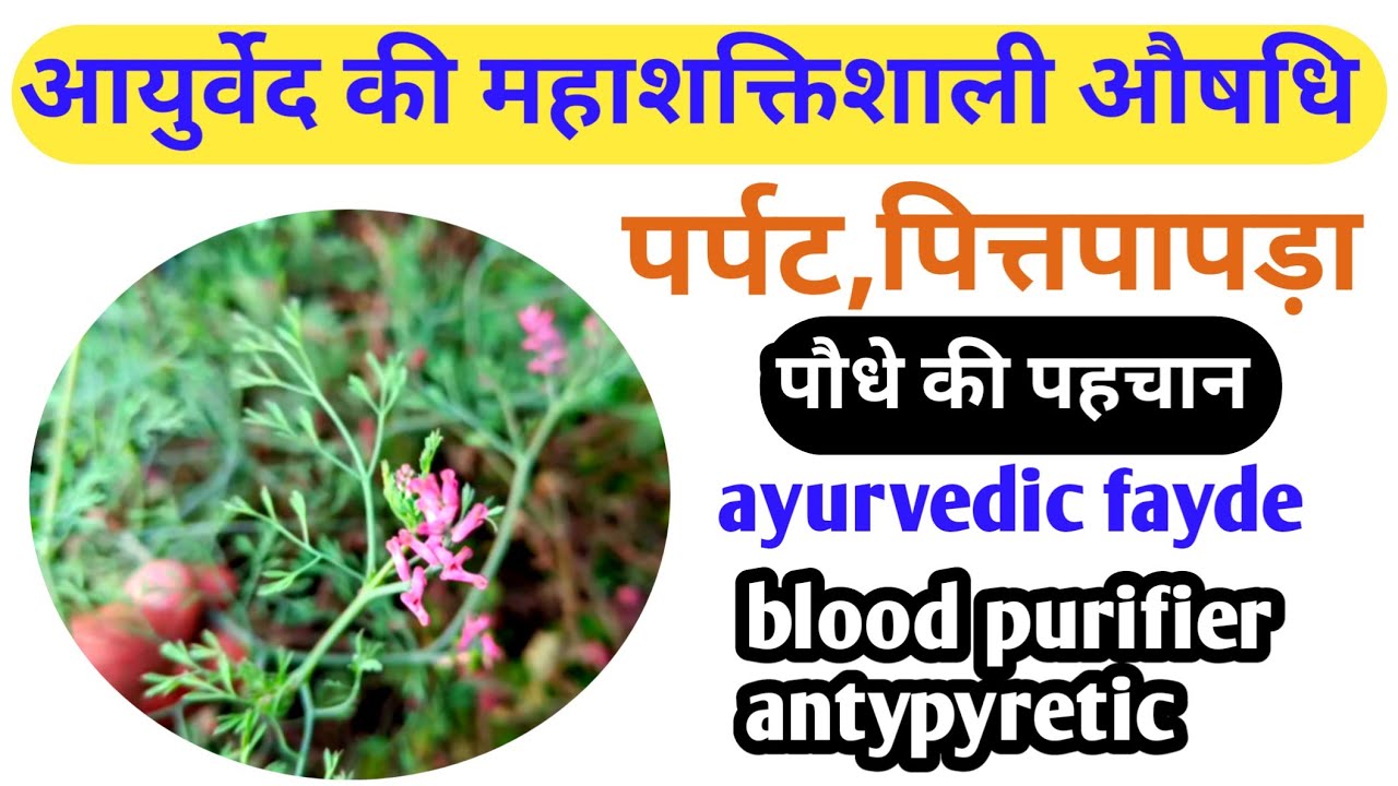 पित्तपापड़ा ||  Fumaria indica ||  Most powerful ayurvedic medicine || बहुउपयोगी वनस्पति 