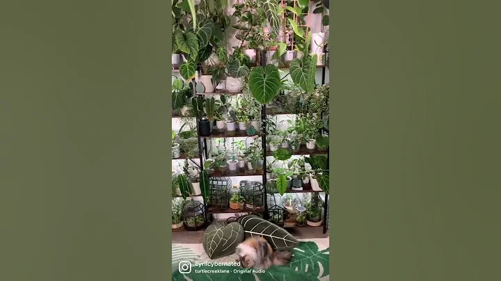 I DON’T HAVE A PROBLEM 🪴 #shorts #plantaddiction #plantshelfie #plantlover #houseplants