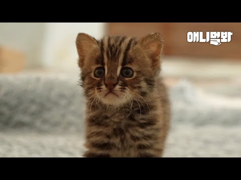 맹수답게 내 심장 뿌셔 뿌셔 뿌시던 아기 삵들 근황 📺최초 공개📺ㅣBaby Leopard Cat’s Reaction To <strong>Seeing</strong> Another Fella