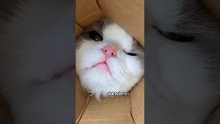 When I tried showing the camera to my cat #funny #humor #shorts When I tried showing the camera to my cat #funny #humor #shorts