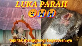 SUARA PIKAT BURUNG KUTILANG GACOR ||| terluka parah tetapi tetap gacor