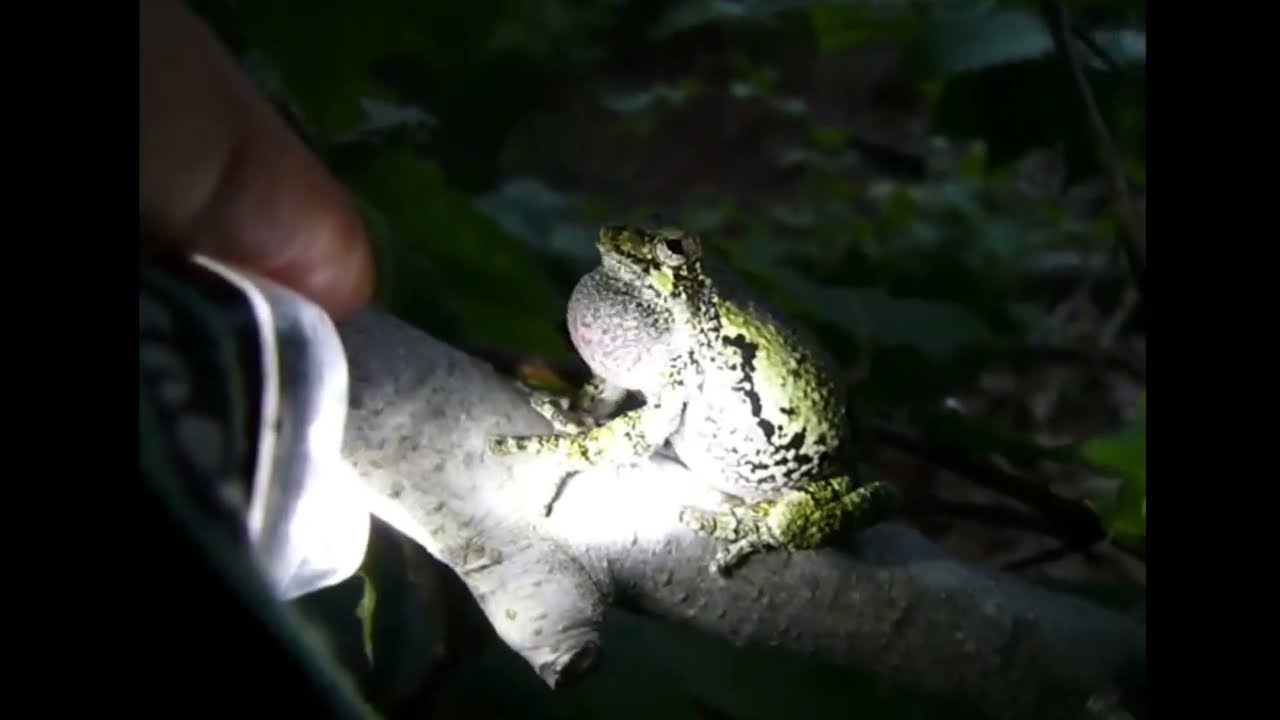 Listen to this tree frog's mating call