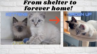 These Siamese Sisters were Rescued by a Pet Shelter and Then Went to Their Forever Home! by Adorable Siamese Lynx Cats 54 views 3 years ago 2 minutes, 11 seconds