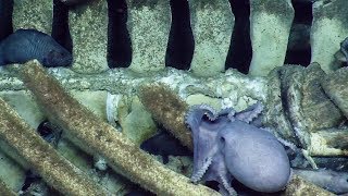 Baleen Whale Fall Becomes a Deep Sea Banquet at Davidson Seamount | Nautilus Live