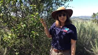 Plants of the Chaparral