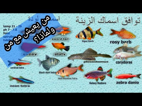 فيديو: أسماك الزينة: توافق الأنواع