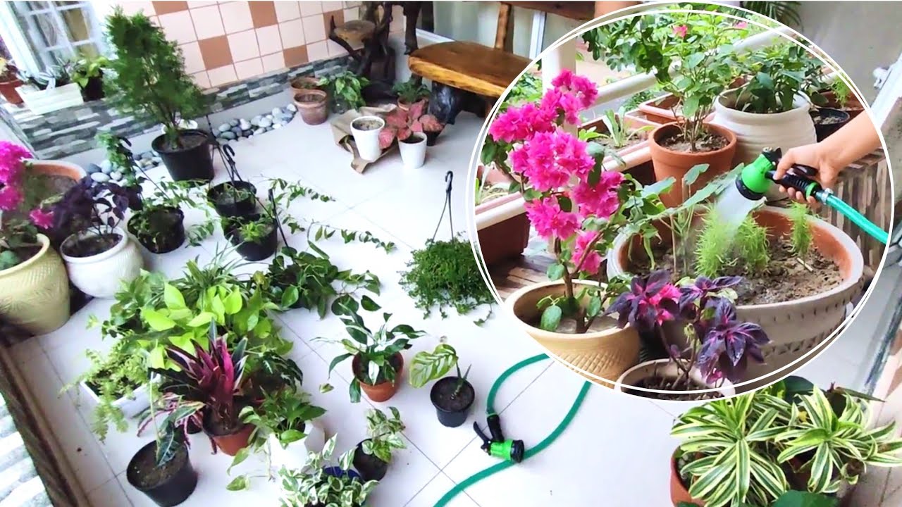 Watering Plants How to water plants during Summer Watering plants