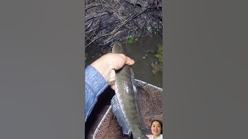 Cắm câu đêm dính được cá lóc to #fishing #shorts #shortvideo #short #shortsvideo