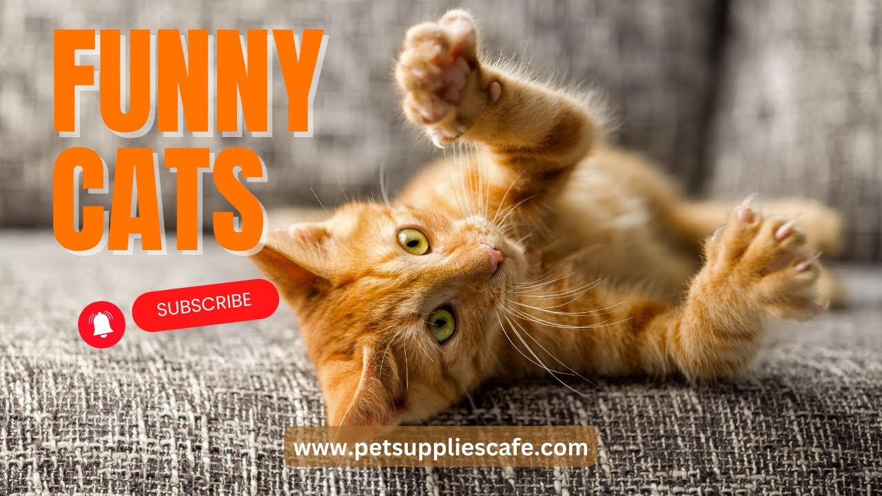Funny Cats video #youtube #funnycats #laugh #petlovers - YouTube