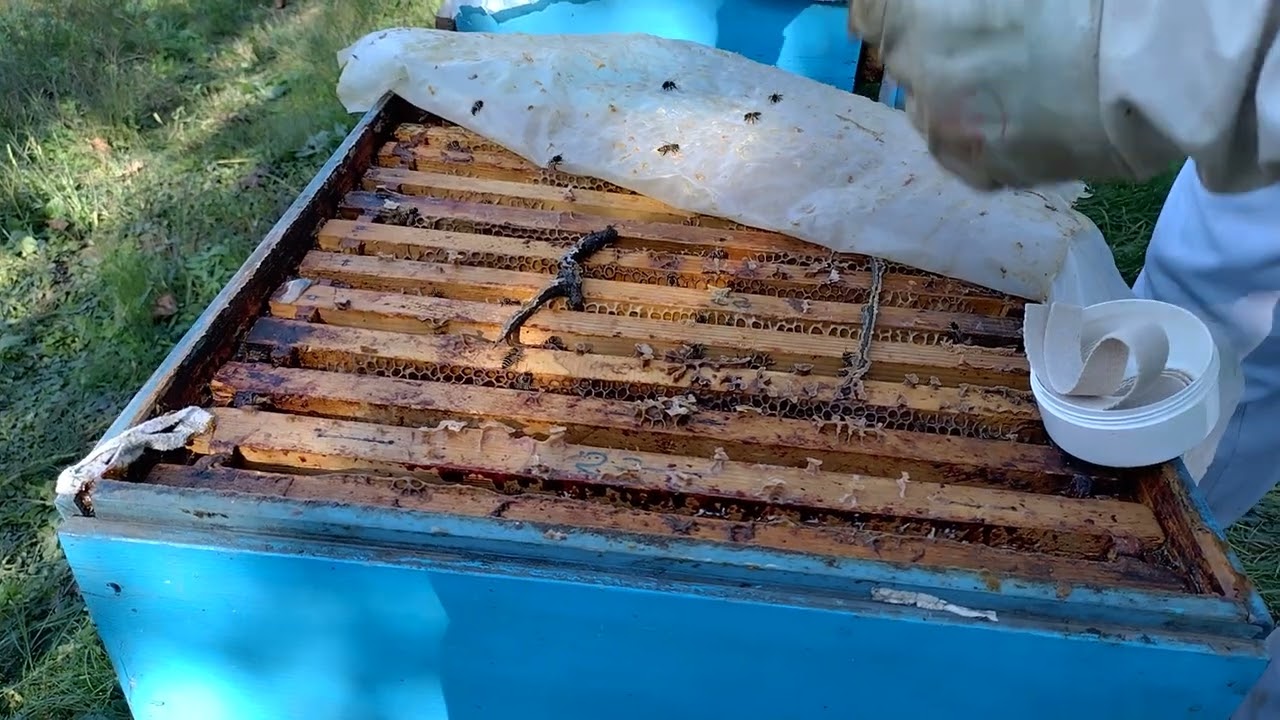 TRATAMENTUL CU BENZI MAVRIROL 2023